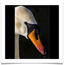 PORTRAIT OF MUTE SWAN - Des Hawley